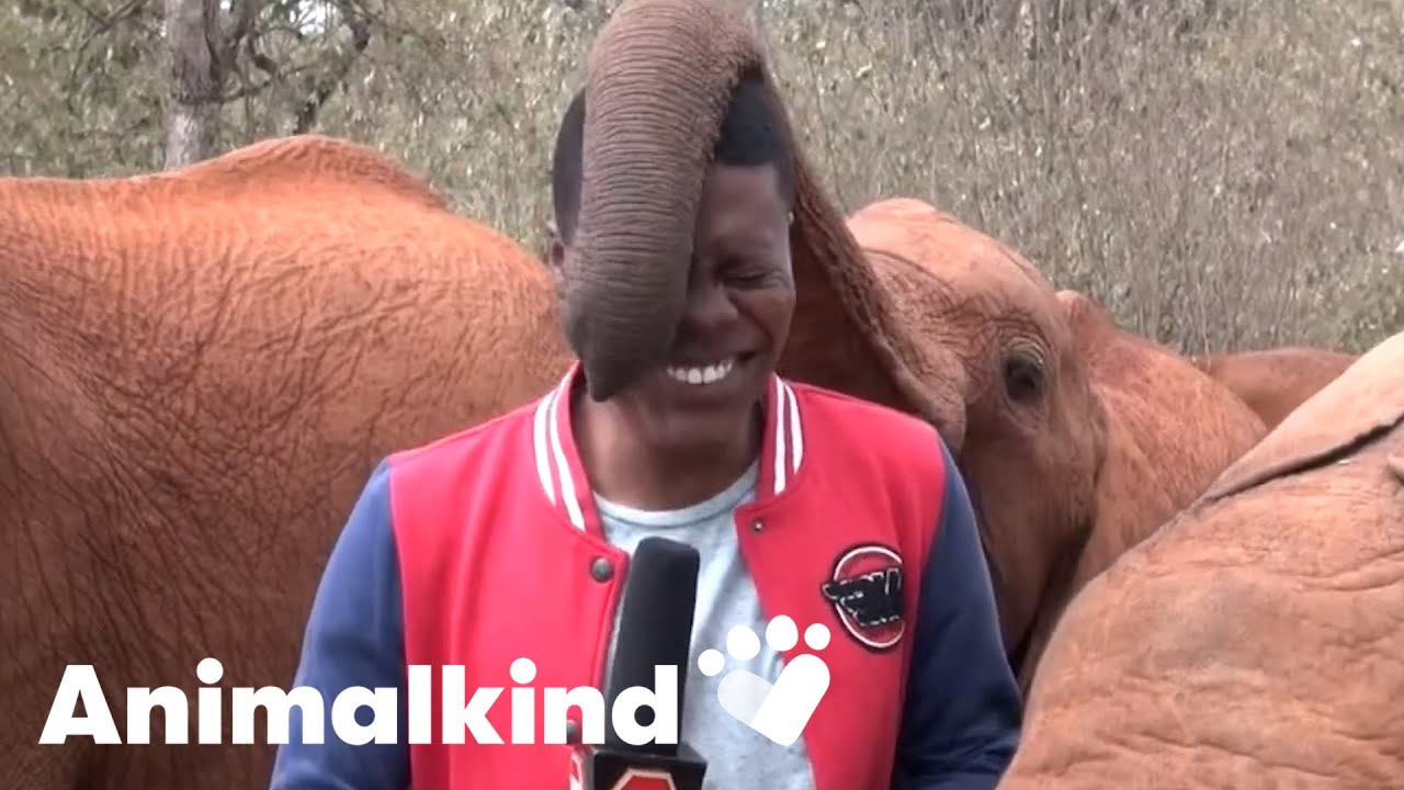 Our top Animalkind videos of 2022 | Animalkind #goodnews