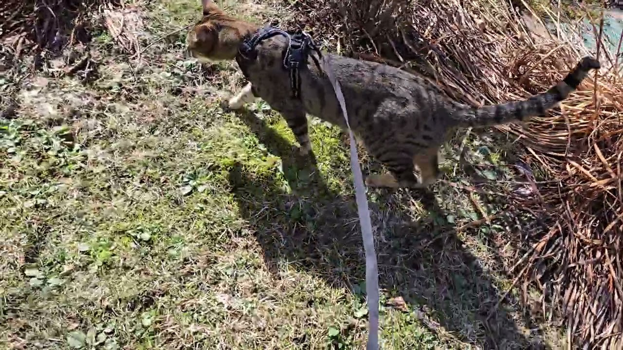 Out for a walk with Yuichi