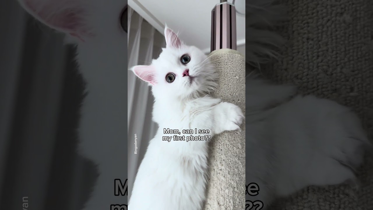 Out of all the angels like you, you were chosen by us🥹 #shorts #cat #funny