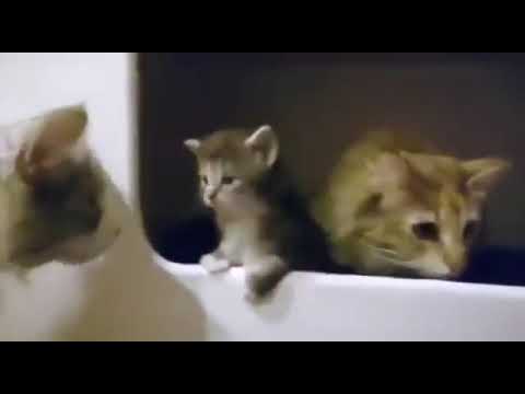 Overly dramatic kitten