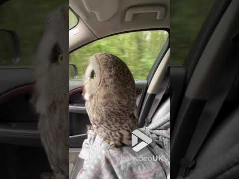 Owl goes for a drive || Viral Video UK