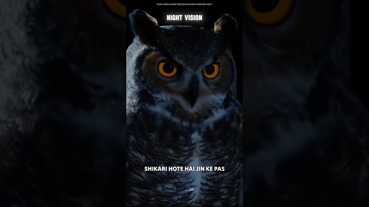 Owl talent #facts #viral