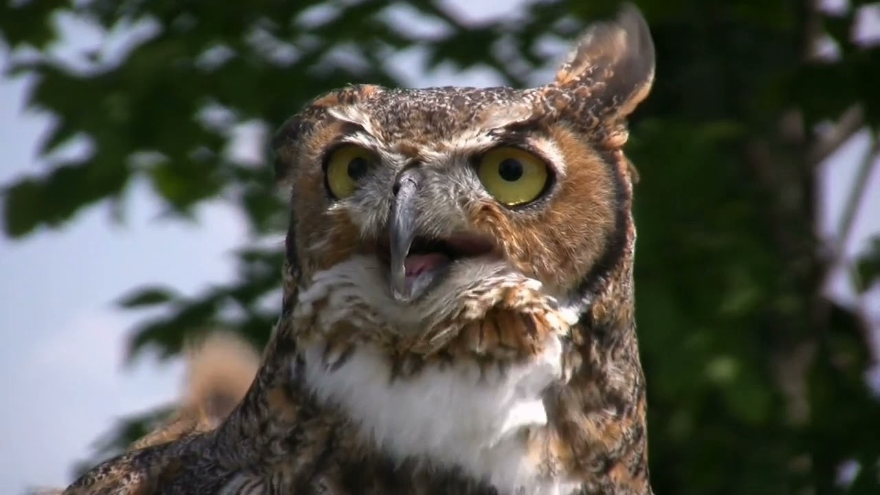 Owls-  Curious animals in nature. These birds have incredible night vision.