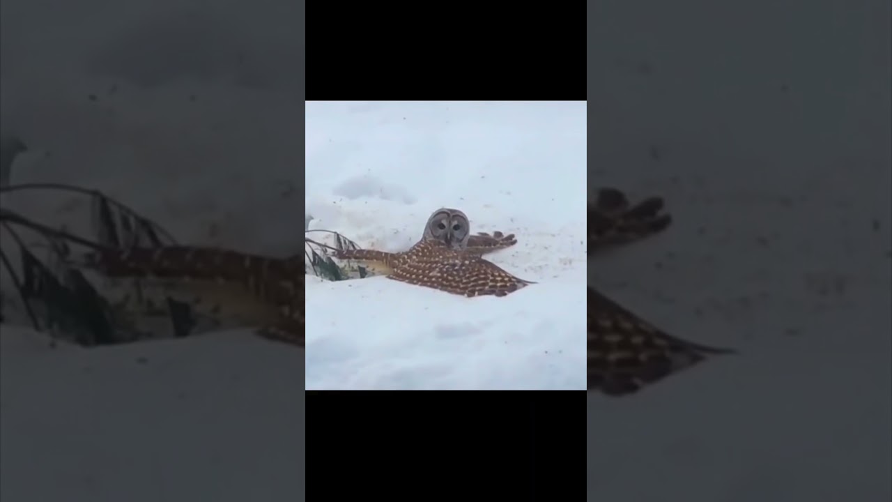Owls Snow Fail cute animal videos tik tok #shorts #youtubeshorts
