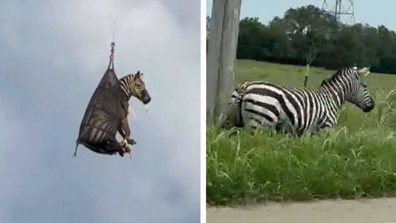 Owners of Ed, the Captured Pet Zebra, Speak Out