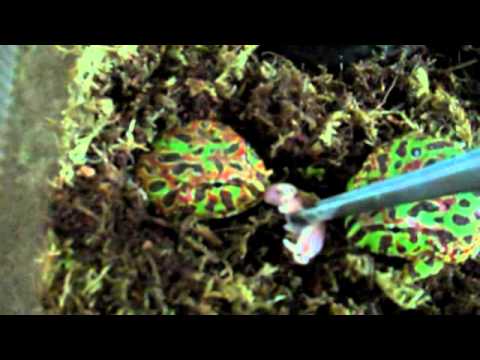 Pacman Frogs (Red  + Green Ornate Horned Frogs)