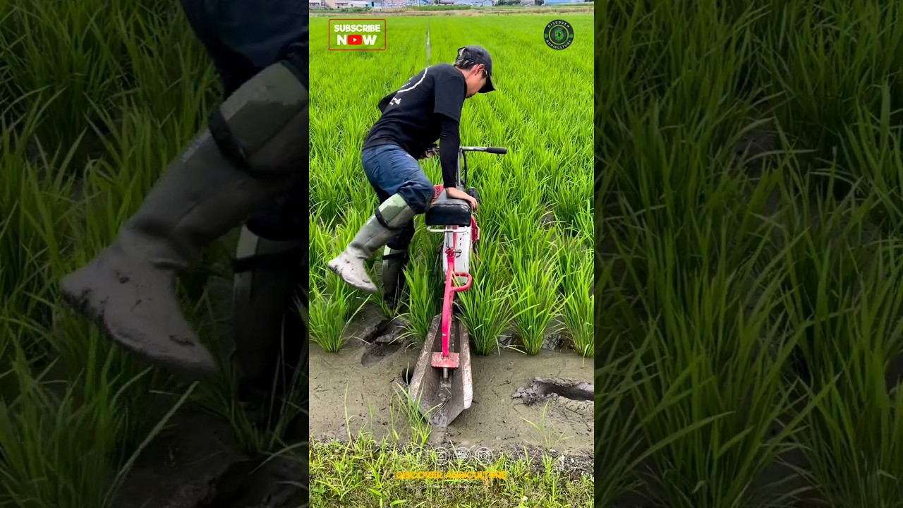 Paddy Farming Machine | Modern Rice Farming Technology