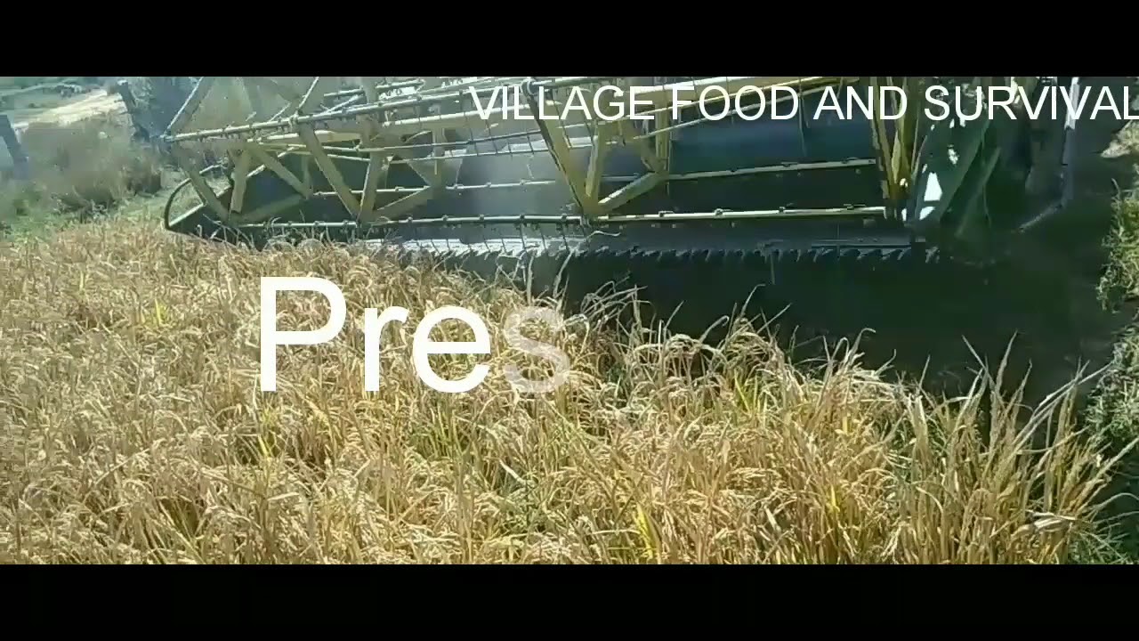 PADDY HARVESTING By Machine in My Village