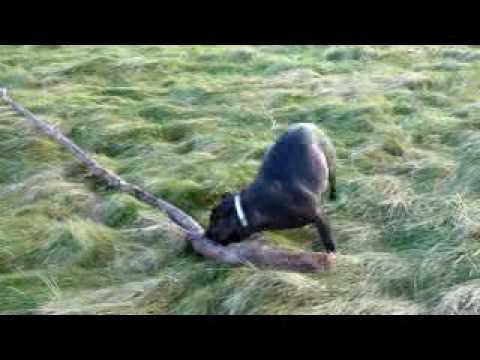 paddy the staffy with his stick