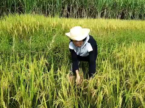 PAG GAPAS NG PALAY