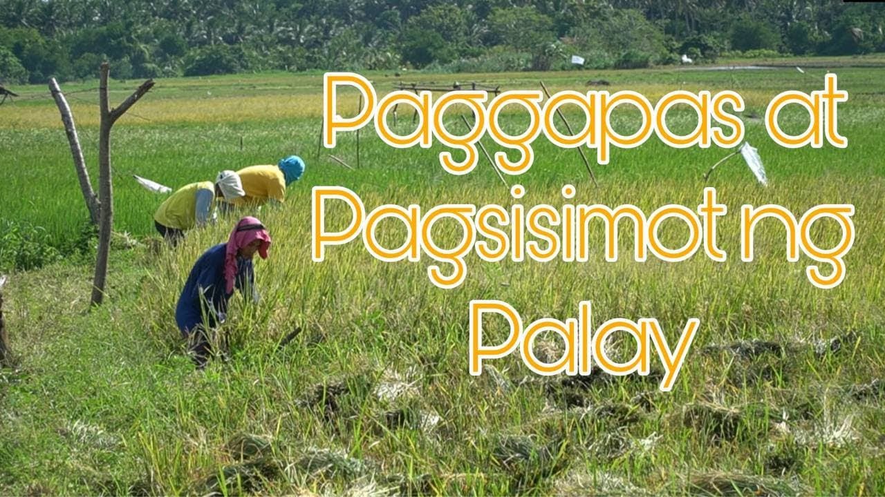 PAGGAPAS AT PAGSISIMOT NG PALAY | MAKALUMANG PARAAN NG PAG-AANI