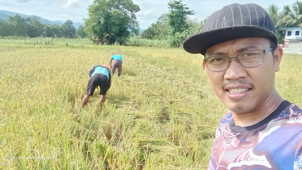 Paggapas ni Lakayan Tv Ng Palay Ang Bilis Pala.