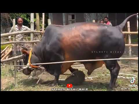 pagla guru 🐂