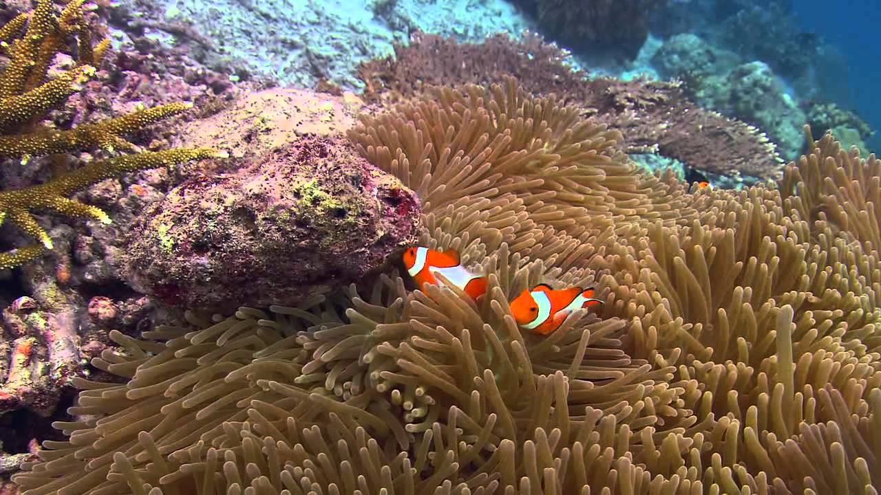 Palyaço doğada üreme