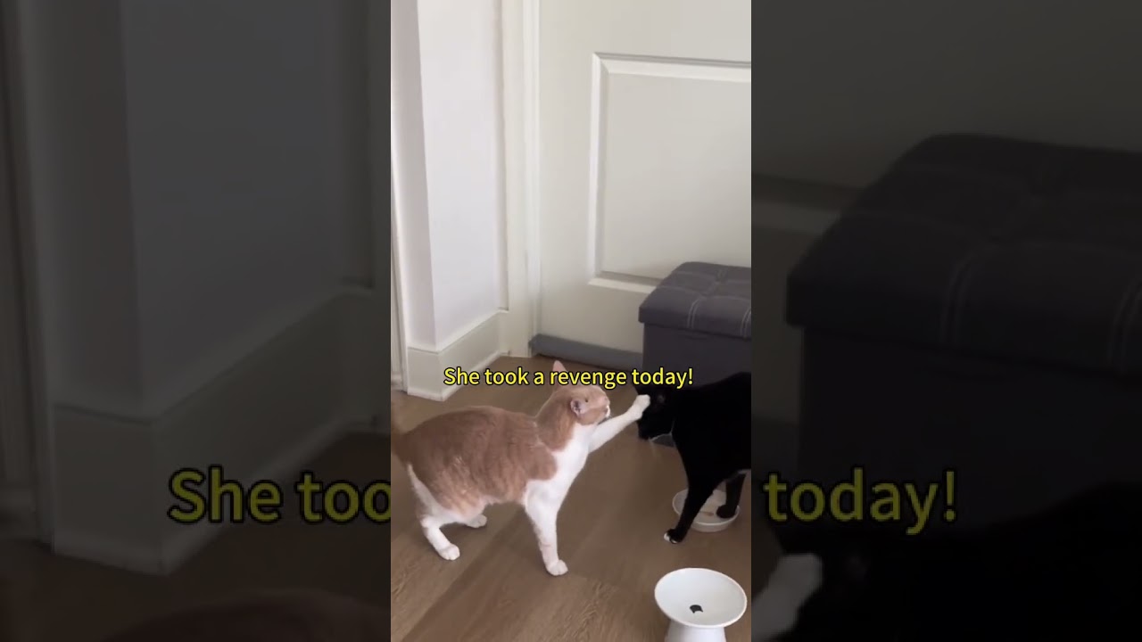 Panda and Pupu @panda and pupu 28 #cat #cats #funny #smart #pets #so #animals