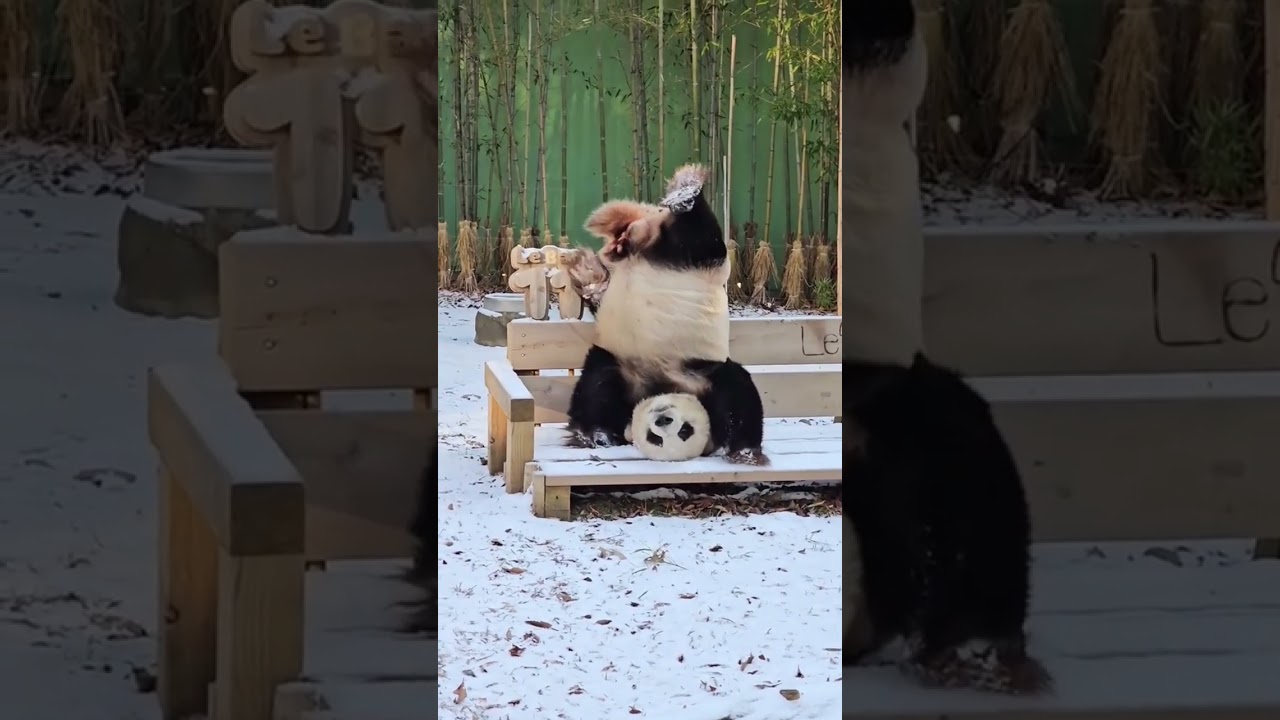 Panda Does A Handstand Credit @panpan_doit via Instagram   #shorts  #reels  #fyp  #viral  #trending
