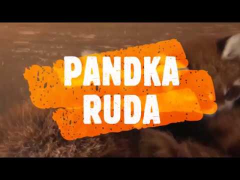 PANDKA RUDA