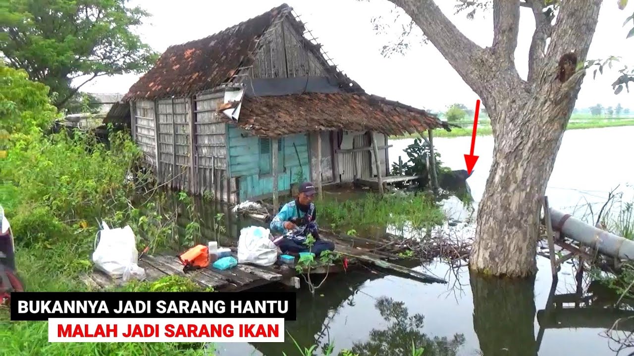 PANEN IKAN MAS.. Dikira sarang hantu ternyata full ikan mas mancing di rumah kosong