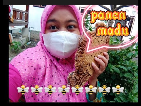 PANEN MADU DI RUMAH TANTE