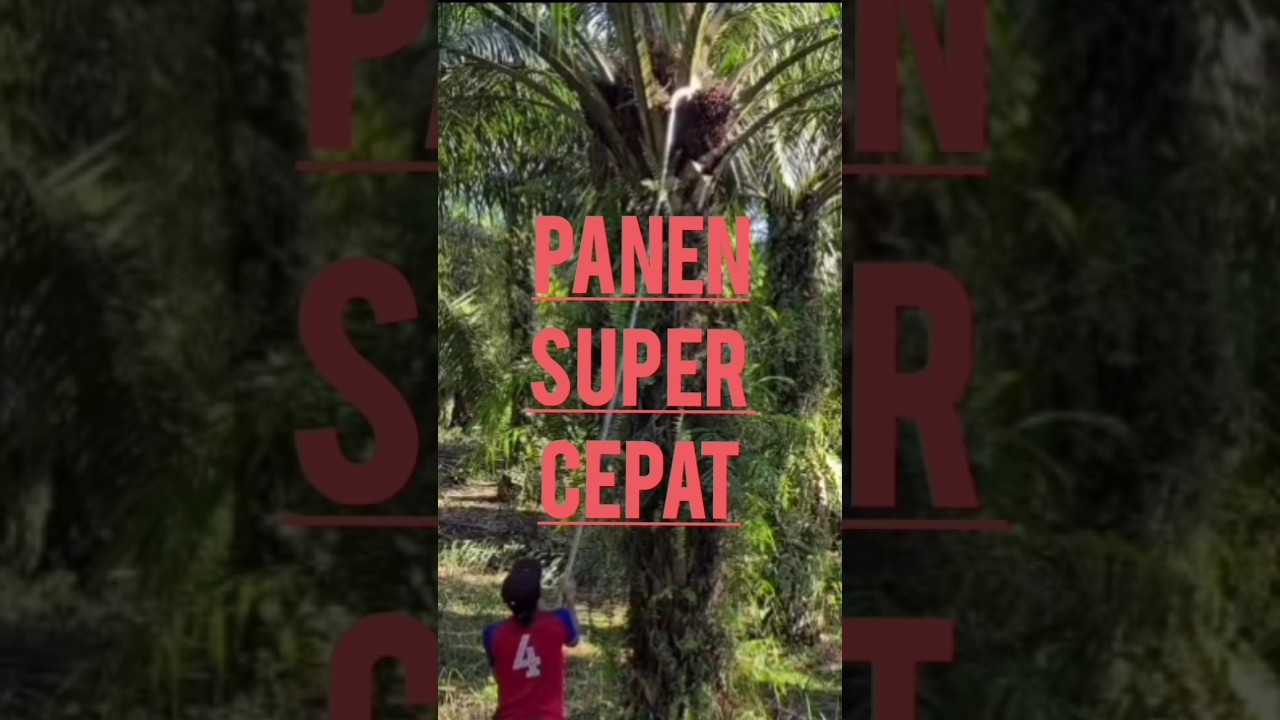 Panen Super Cepat dengan egrek awek 69