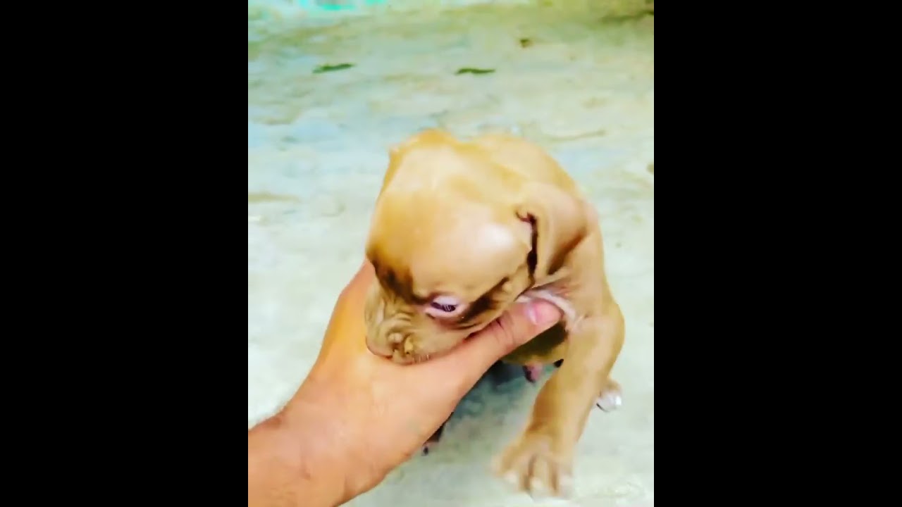 PantherXAbhura sonAmerican Pitbull terrier /APBT/Puppy Aggressive🔥!#Gabru#Pitbull 🔥Latest Video 2021