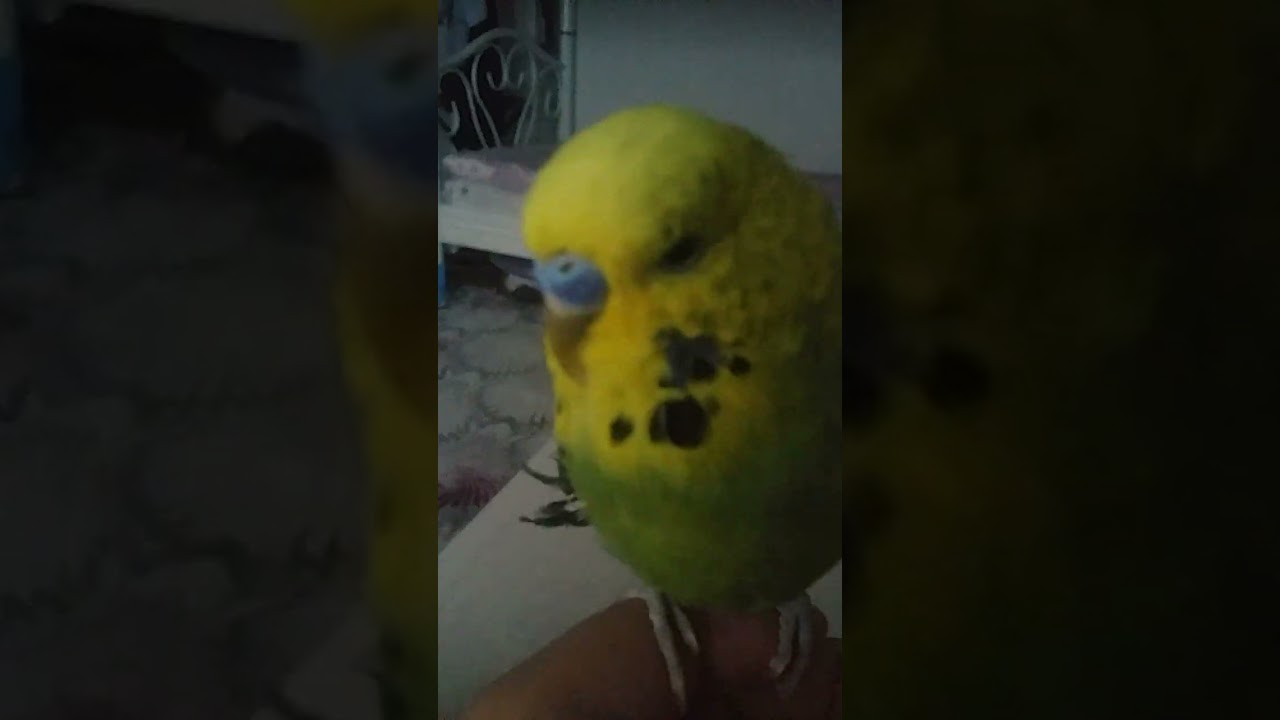 papatyammm