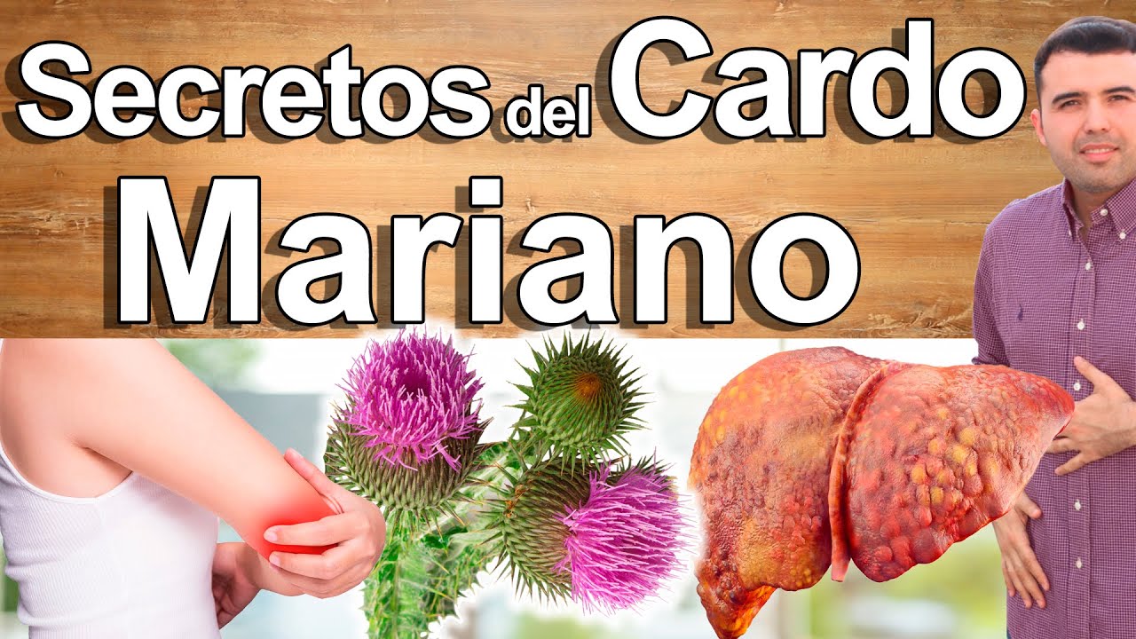 Para Qué Sirve El Cardo Mariano? - Beneficios Del Milk Thistle Para Tu Salud Y Belleza