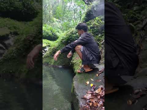 Paraiso sa gubat