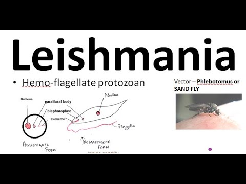 Parasitology 061 a Leishmania donovani leishmaniasis Kala azar Sand fly  Amastigote ProMastigote