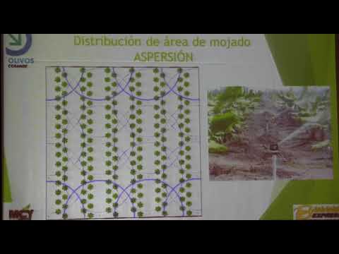 Parámetros para el diseño de riego tecnificado en banano. Rafael Poma