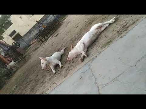 Parrot nose bullterrier Vika direct Russia import