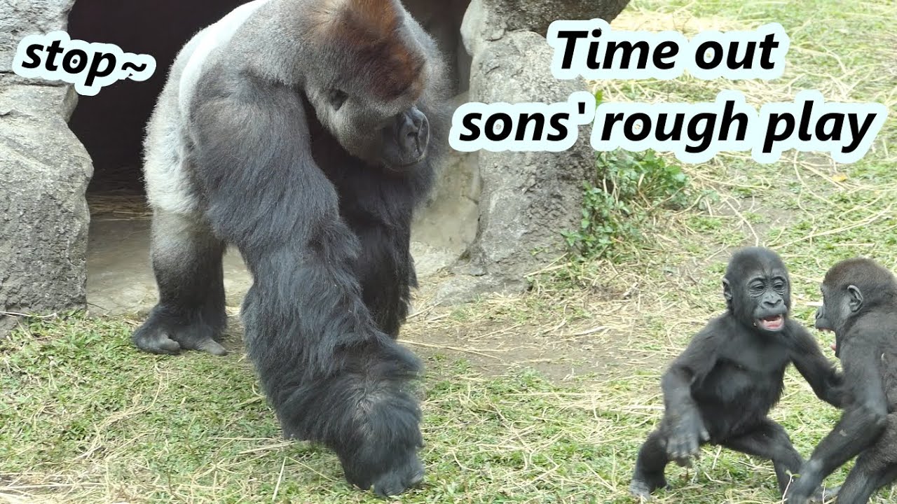 Part 1 : Gorilla dad often needs to stop two sons' rough play recently /大猩猩爸爸迪亞哥最近常要阻止兒子們的激烈玩耍