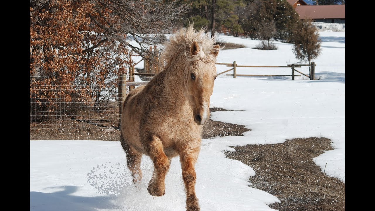 Part 1 Curly Horse Genetics