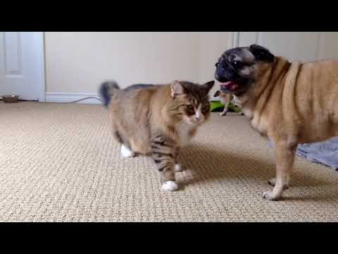 Part 2 Pug loves to hump cat!