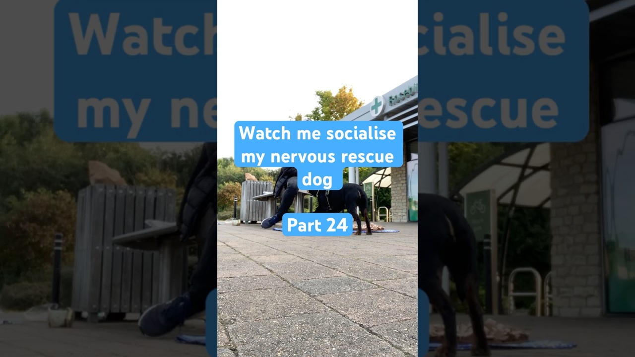 Part 24: Watch me socialise my nervous rescue dog #rescuedog #reactivedog #dogtraining #staffy