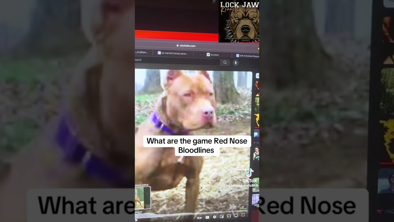 Part2 red nose family bloodline #explore #pitbull #gamebred #instagram #trending #dog