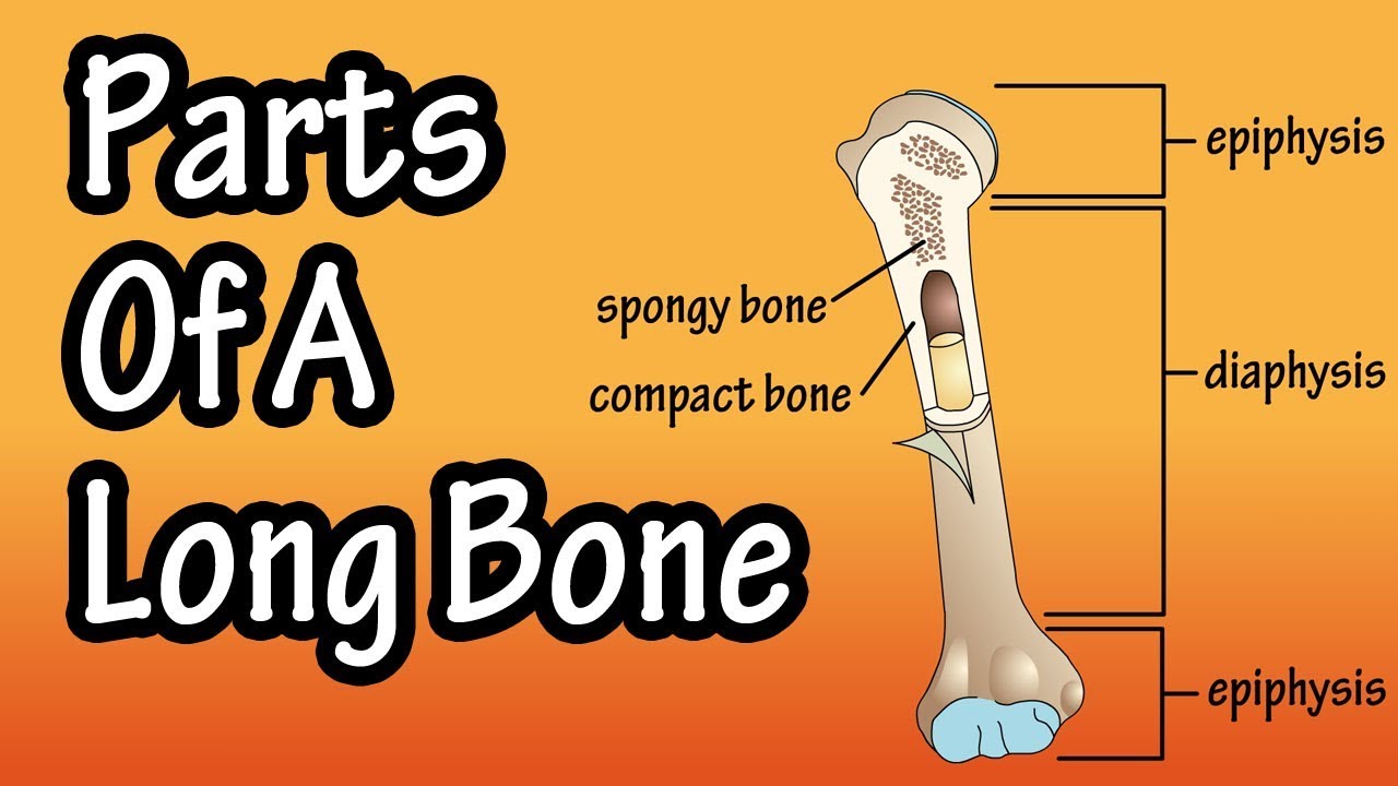 Parts Of A Long Bone - Structure Of A Long Bone
