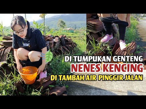 Pas... asik joging pagi tiba-tiba nenes pipis di tumpukan genteng... ❓
