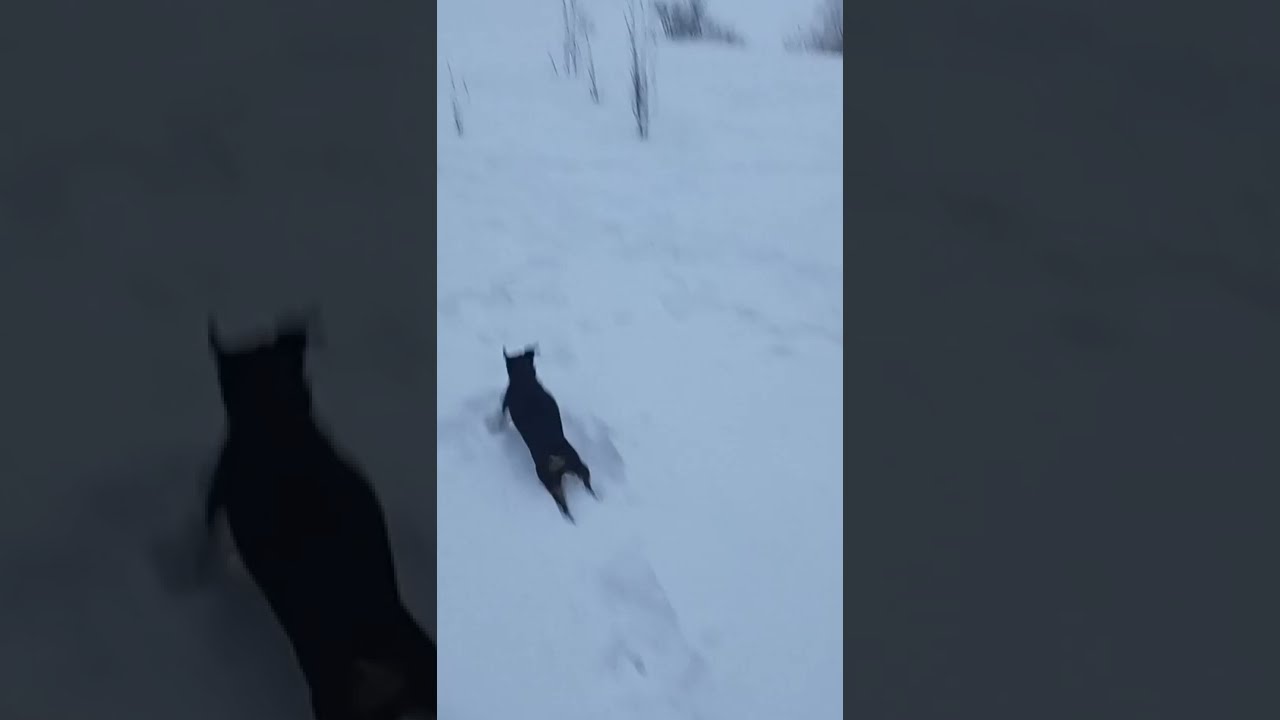 passeggiata regolare con Jagdterrier