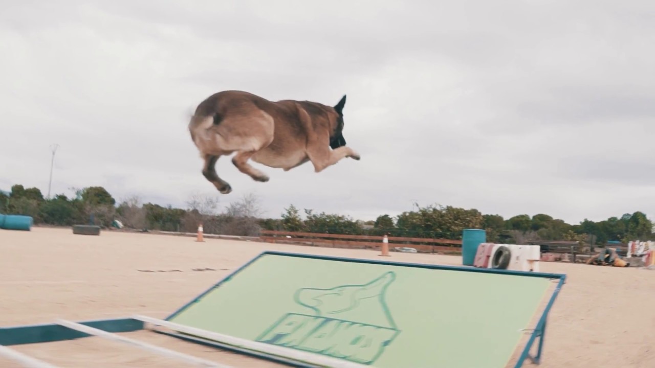 🚀Pastor Belga Malinois haciendo un salto de longitud - Xtreme dog jump