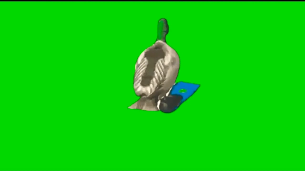 Pato girando con fondo verde