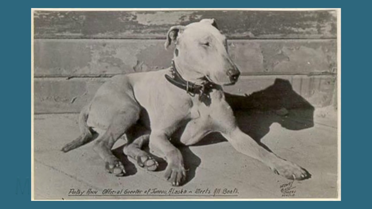 Patsy Ann - Deaf Alaskan Bull Terrier