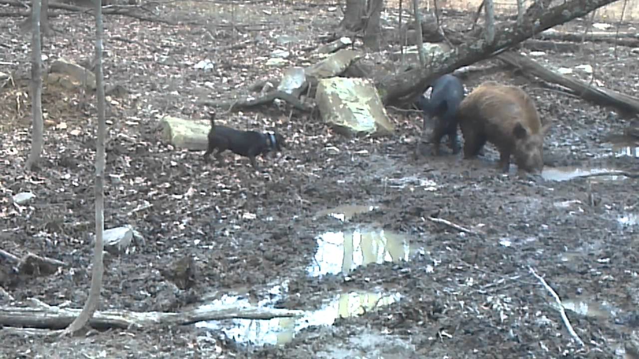 Patterdale baying hogs