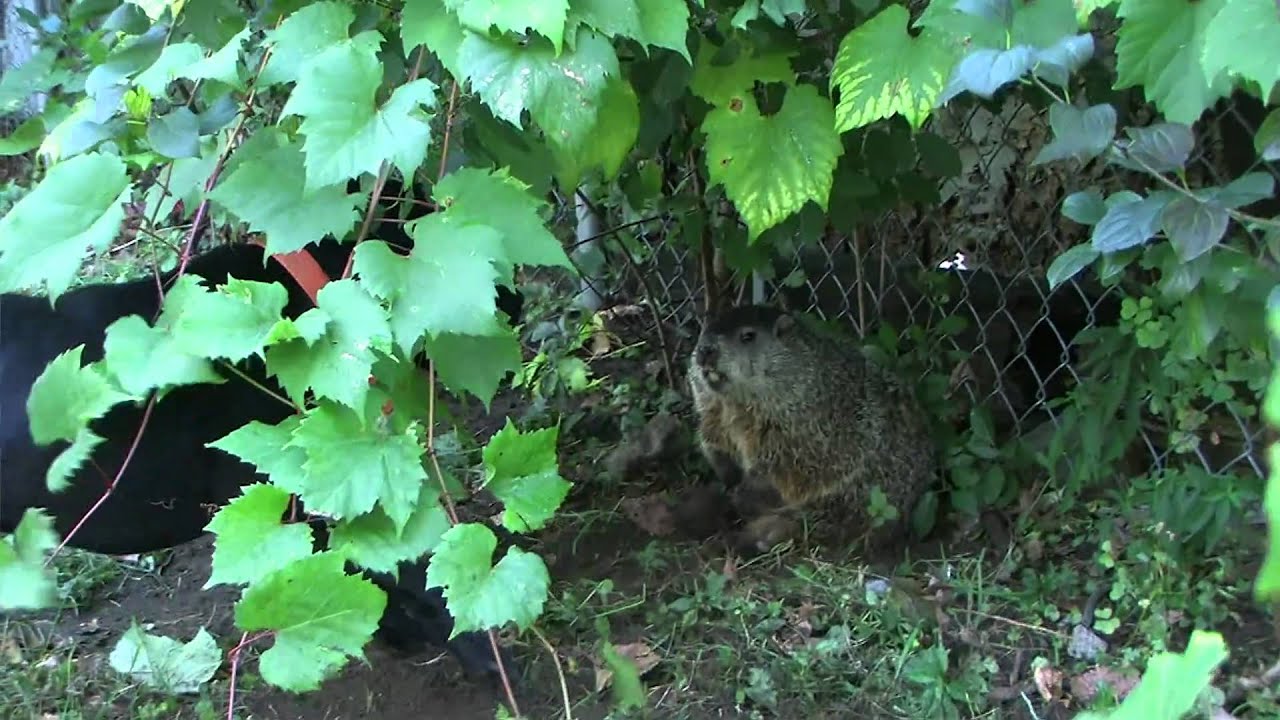 Patterdale corners a groundhog, Hooligan learns to hunt 3/4