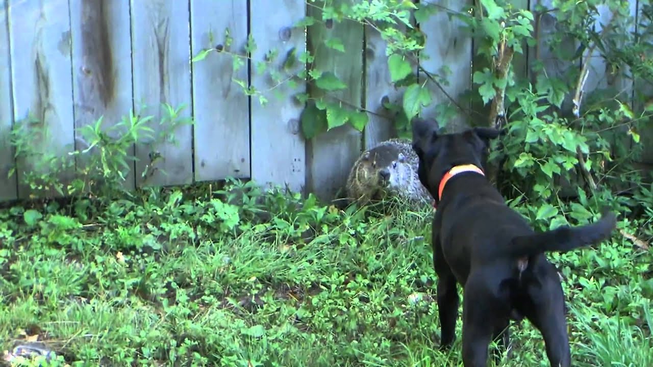 Patterdale corners a groundhog, Hooligan learns to hunt 4/4