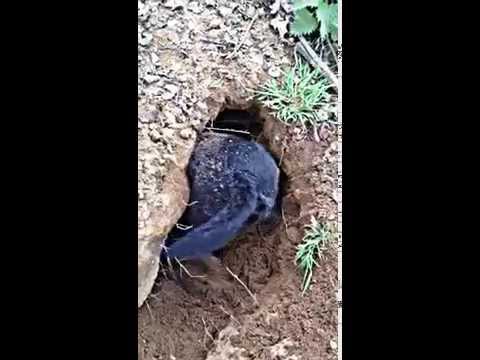 patterdale digging