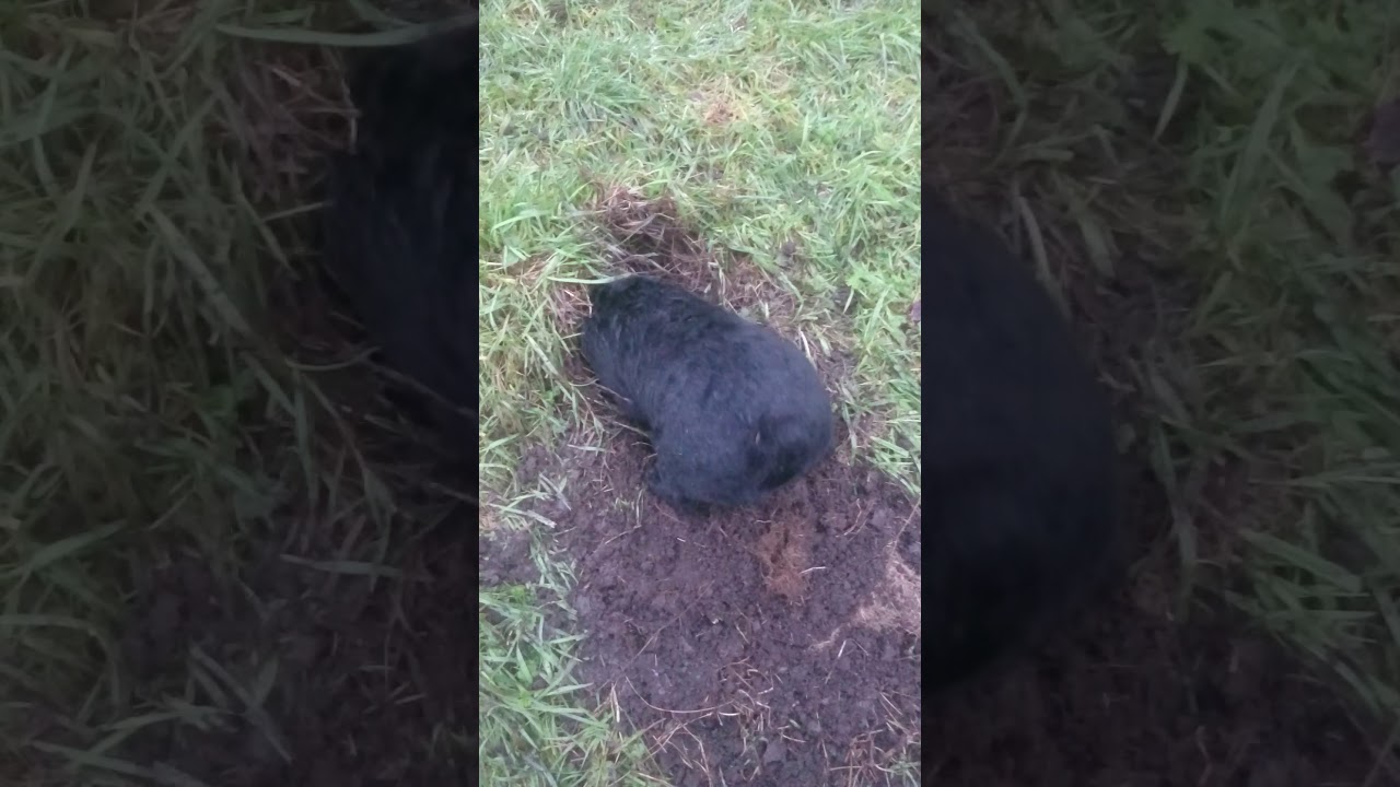 Patterdale digging again....