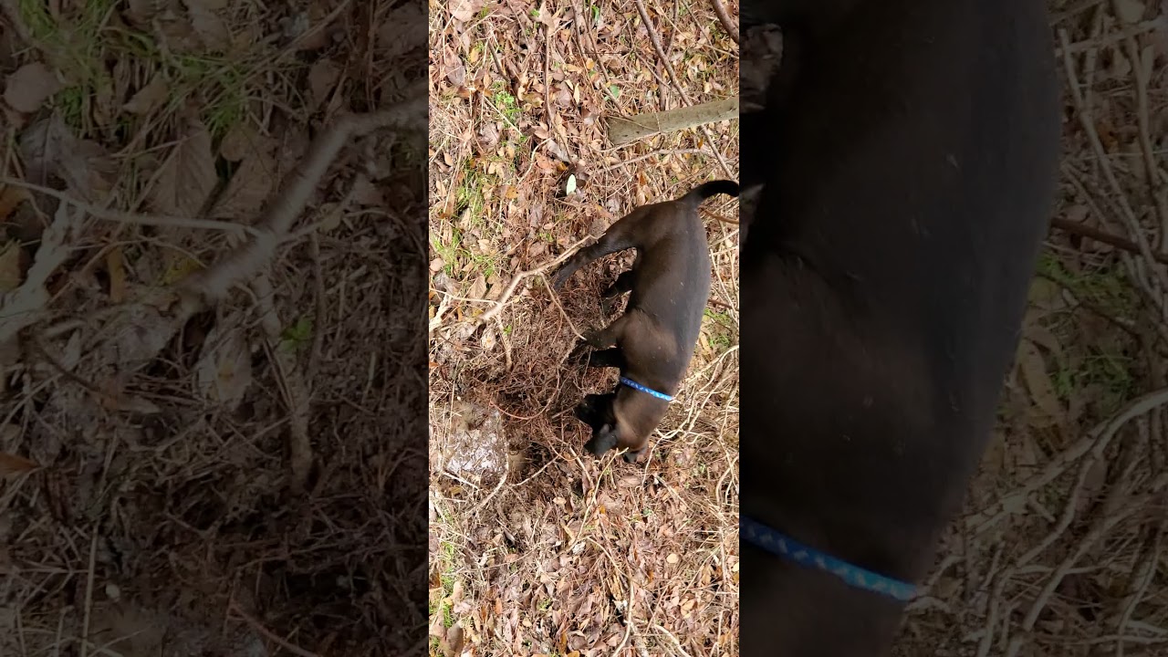 Patterdale digs into  old den