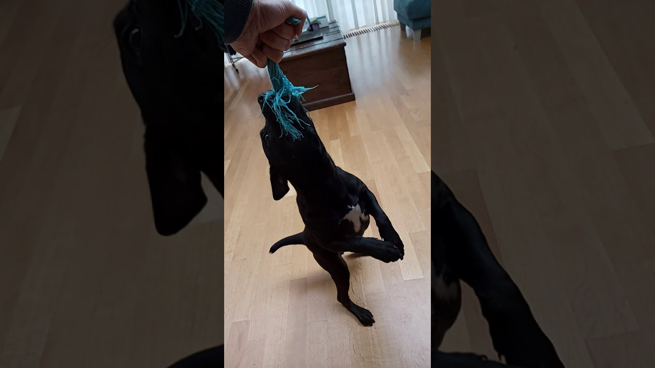 Patterdale Estacado 4mnth hang time fell terriers