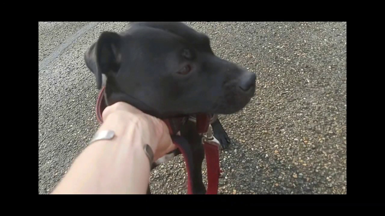 PATTERDALE HEAD STUDY - 12 mnth young adult male fell terrier Estacado dog pup hunting working stock